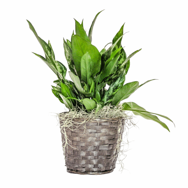 Aglaonema Mystic Marble