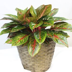Hybrid Chinese Evergreen