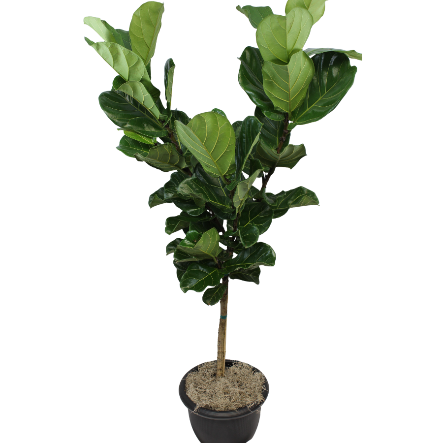 Ficus Lyrata (Fiddle-Leaf Fig)