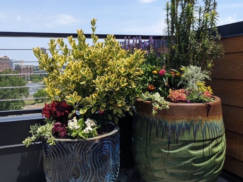 Container garden on the rooftop.