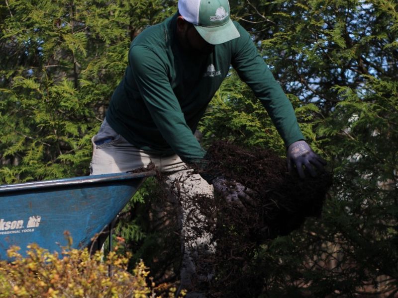 cross-creek-employee-laying-mulch Cross Creek employee laying down mulch on the ground.