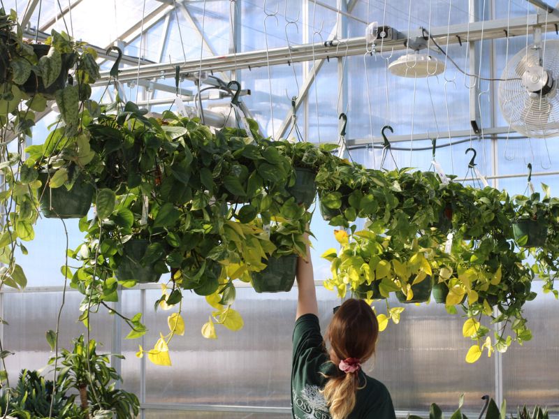 cross-creek-nursery-employee-watering-plant-job Cross Creek employee watering hanging plant.
