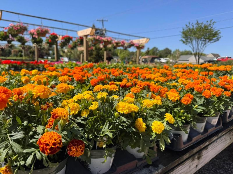 cross-creek-nursery-garden-annual-table-marigolds Yellow and orange marigolds at Cross Creek Midlothian.