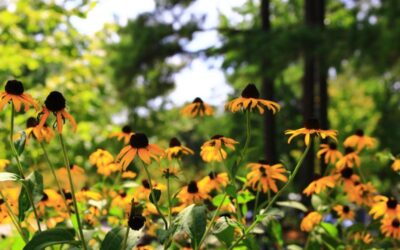 Sun Perennials: Variety and Care
