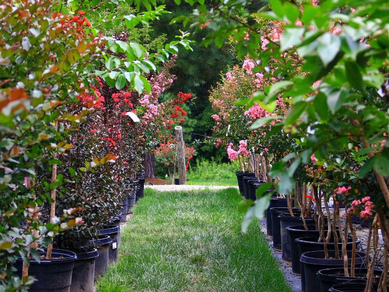 row of crape myrtle trees blooming in nursery pots