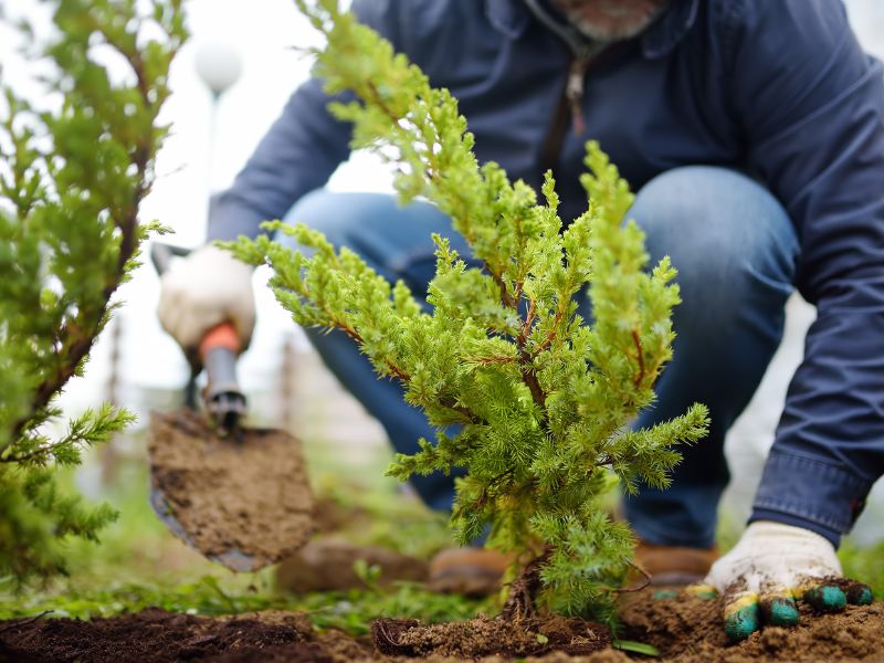 cross-creek-nursery-install-tree Cross Creek Nursery installs tree or bush at guest's property