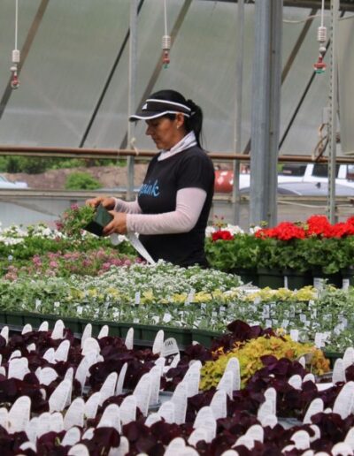 Production employee at Cross Creek greenhouse.