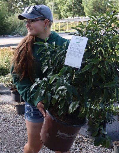 Trees and shrubs employee at Cross Creek Midlothian.