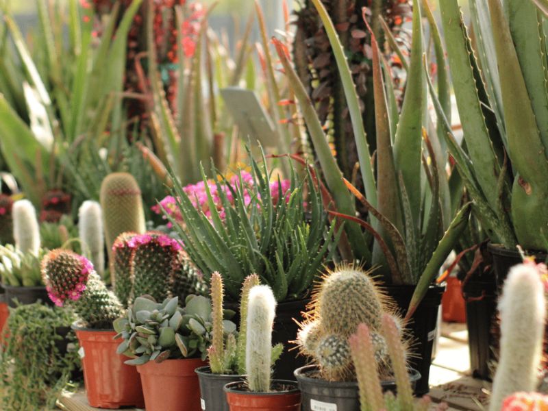 Poinsettias at Cross Creek Nursery