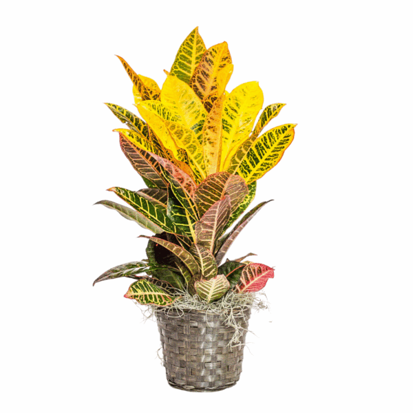 Croton Petra