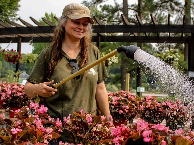 employee-watering-plants Bambi watering plants at Cross Creek Nursery.