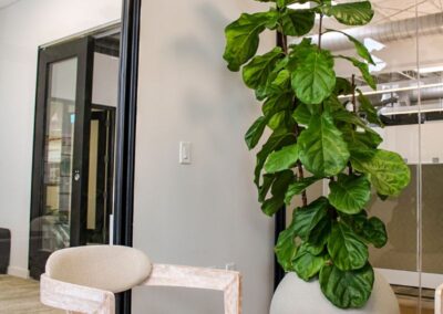 fiddle leaf fig in commercial office