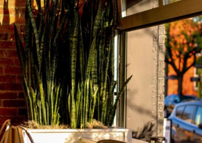 resturant indoor snake plant