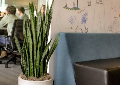 snake plant in commercial office