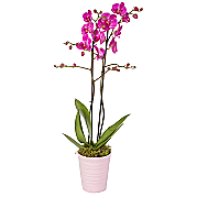 Orchid