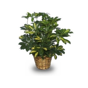 Variegated Dwarf Schefflera