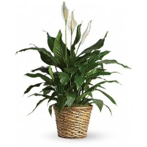 Spathiphyllum (Peace Lily)