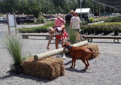 Dog jumping over an agility course at Cross Creek West End.