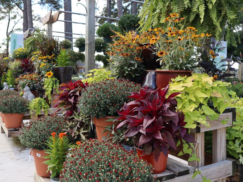 west-end-garden-center-fall-display West End garden center display with mums, celosia, and echibeckia.