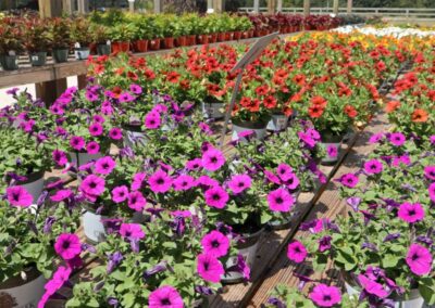 Petunia annuals at West End.