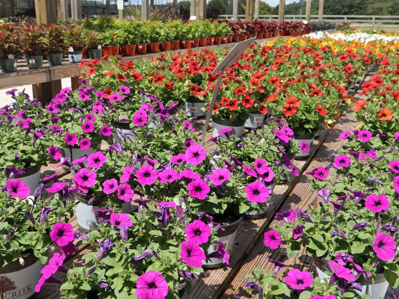 Petunia annuals at West End.