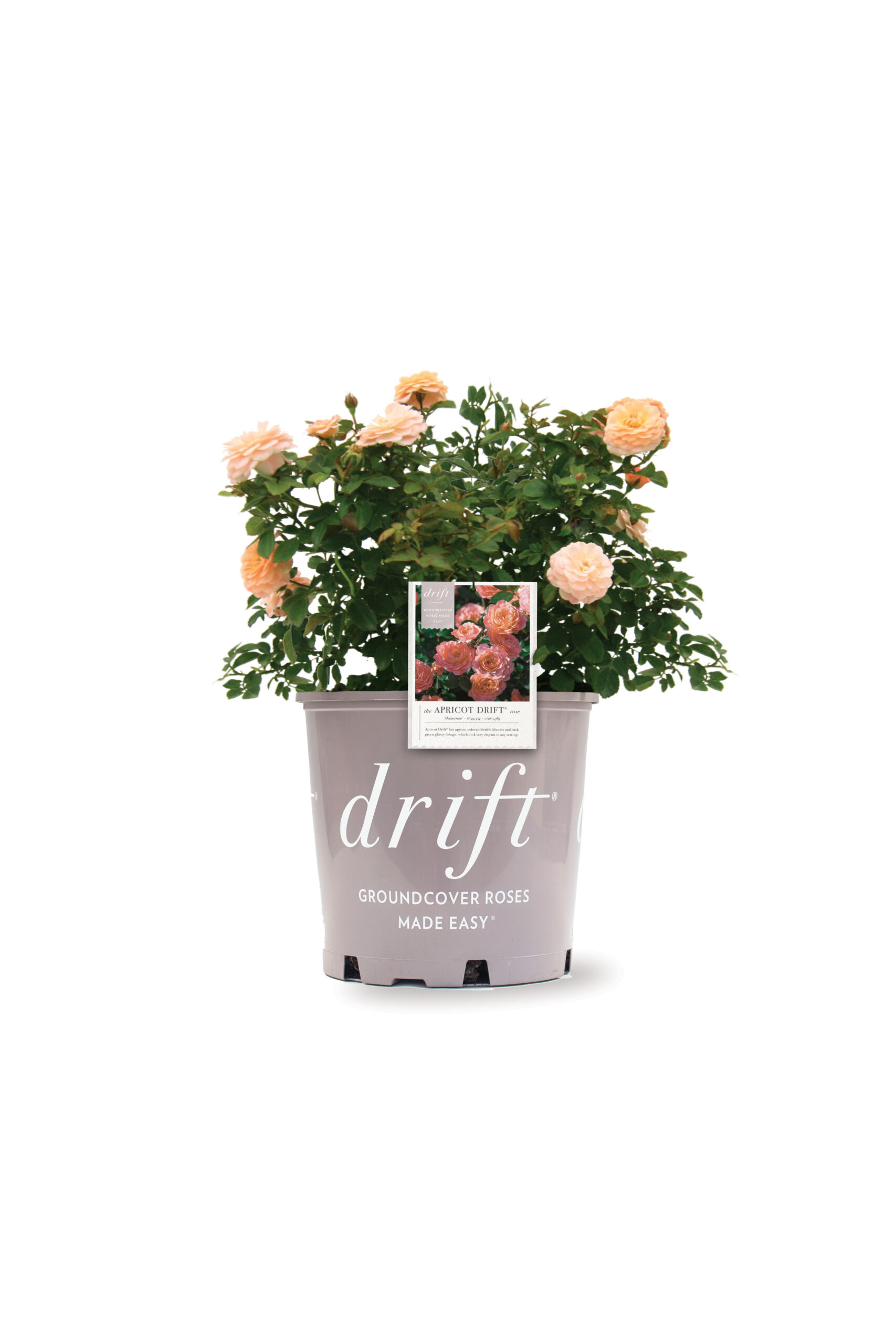 Rosa Drift Apricot 3G
