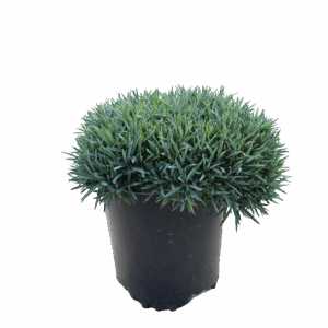 Dianthus Neon Star 1G