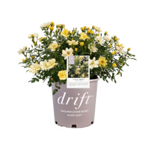 Rosa Lemon Drift 3 Gallon