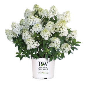 Proven Winners Hydrangea Quick Fire Fab 3G