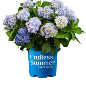 Hydrangea Endless Summer 3 Gallon