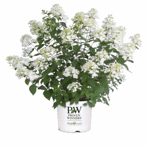 Proven Winners Hydrangea Fire Light 3G