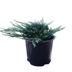 Juniper Blue Rug 3G