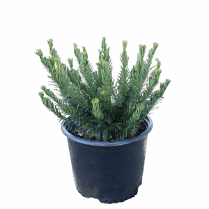 Taxus Duke Gardens Plum 3G