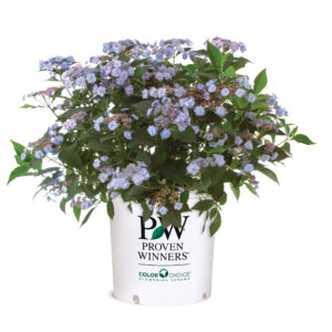 Proven Winners Hydrangea Tiny Tuff Stuff 3G