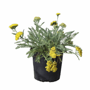 Achillea Little Moonshine 1G