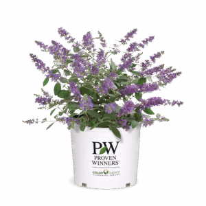 Buddleia Lo and Behold Blue Jr 3G