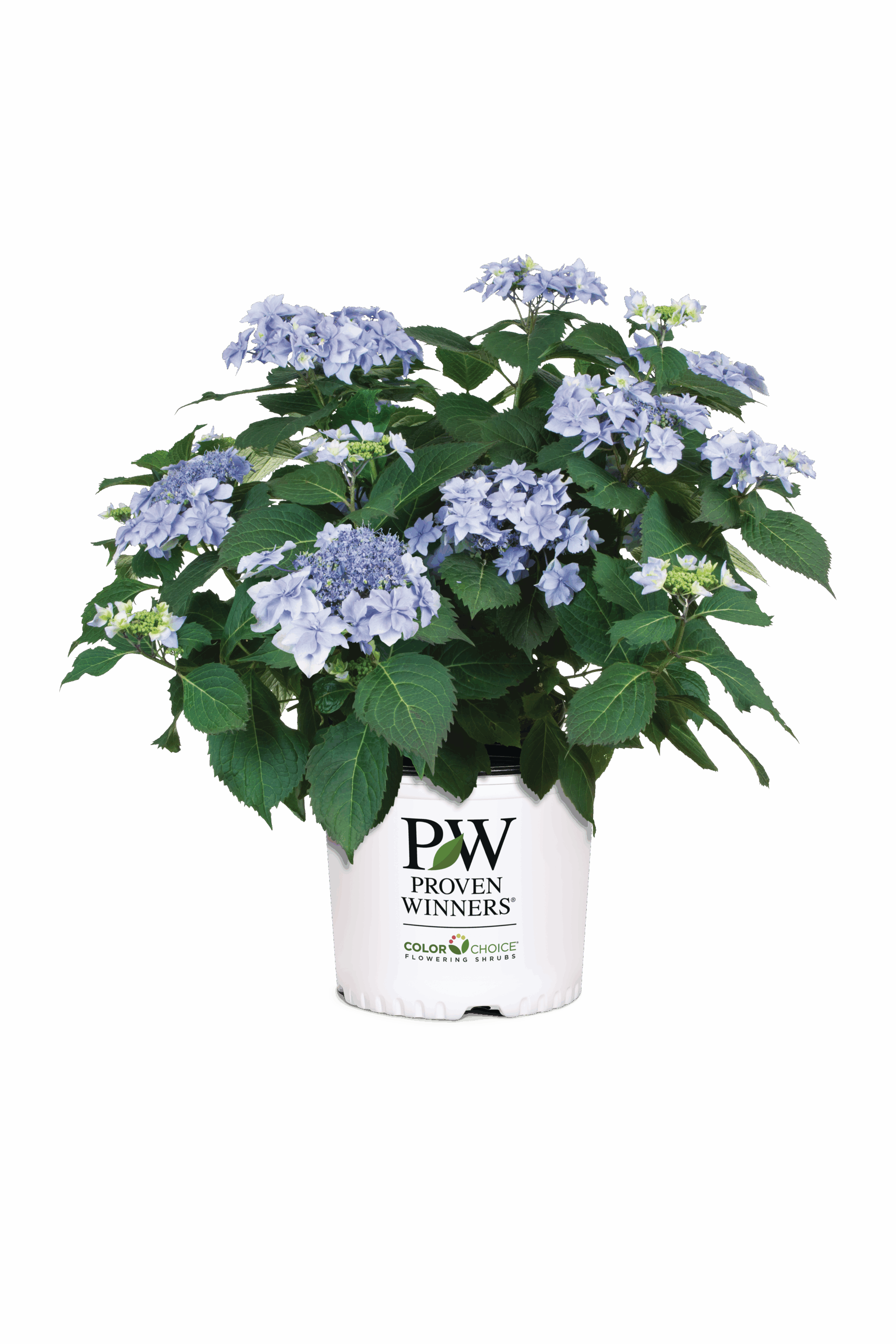 Proven Winners Hydrangea Tuff Stuff Ah-Ha 3G