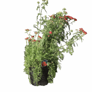 Achillea Paprika 1G