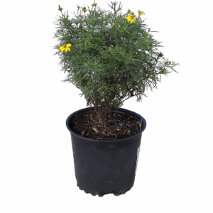 Coreopsis Vertici Zagreb 1G