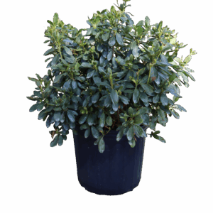 Azalea Delaware Valley 3G