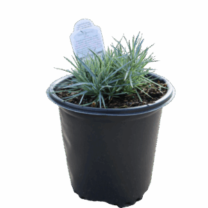 Dianthus Firewitch 1G