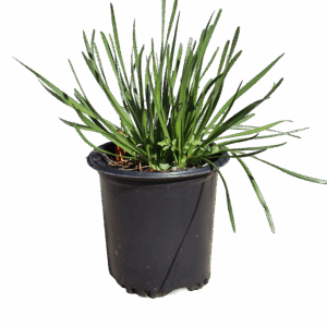 Allium Millenium 1G