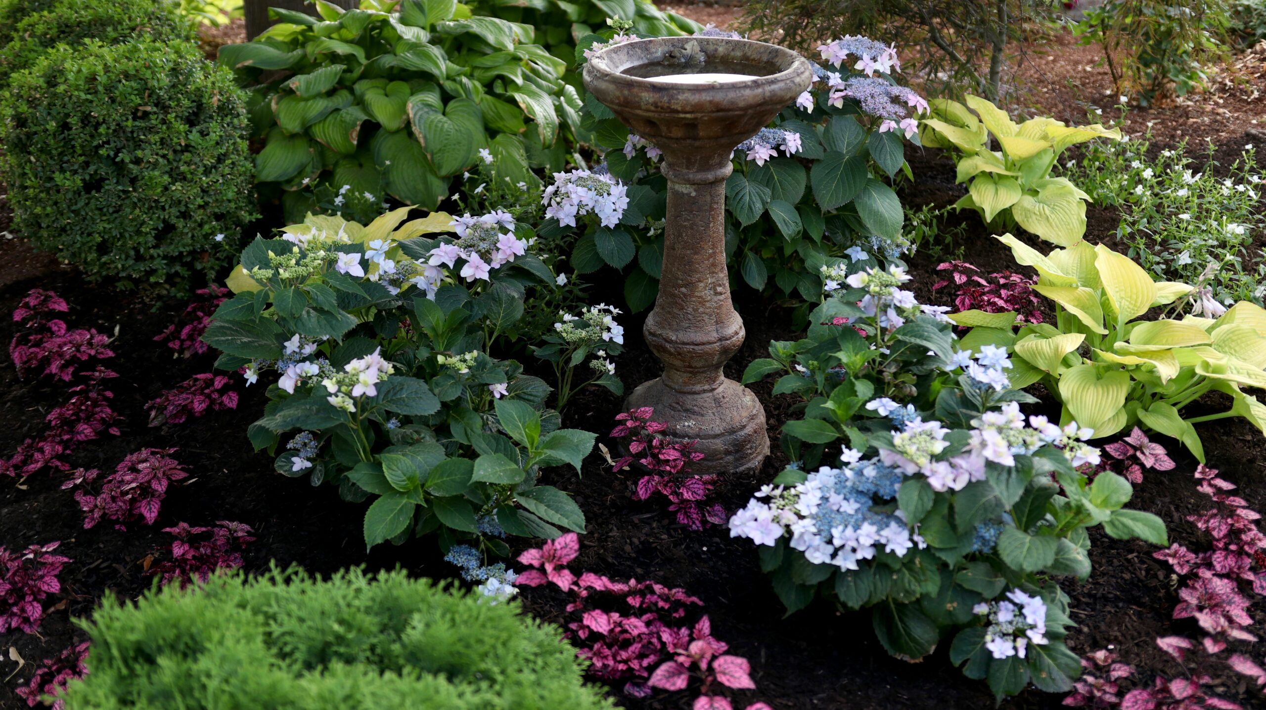 Proven Winners Hydrangea Tuff Stuff Ah-Ha 3G in landscape