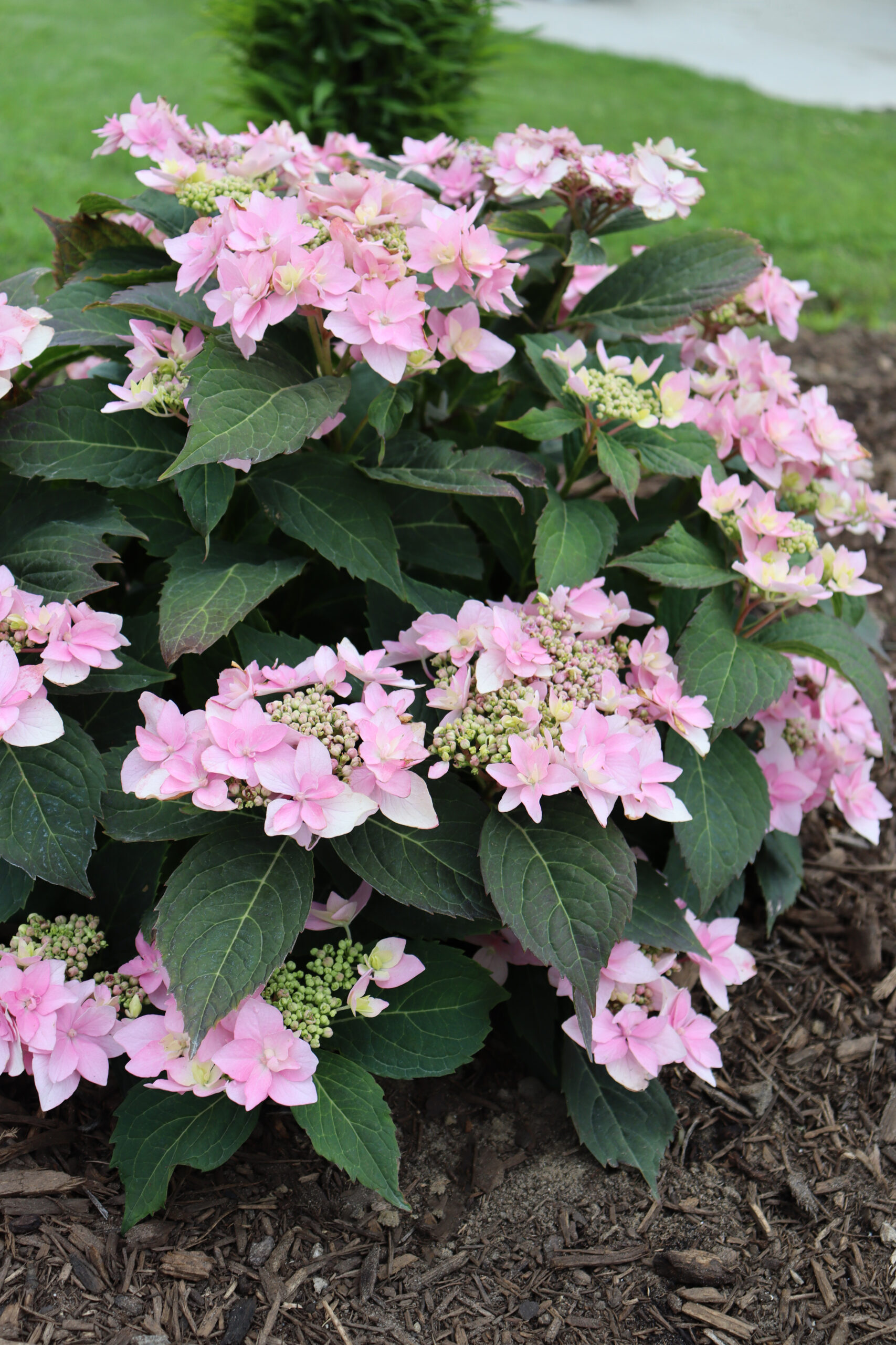 Proven Winners Hydrangea Tuff Stuff Ah-Ha 3G in landscape