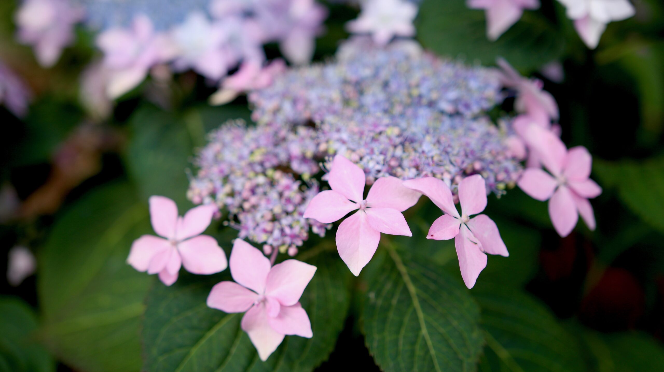Proven Winners Hydrangea Tuff Stuff Ah-Ha 3G up close