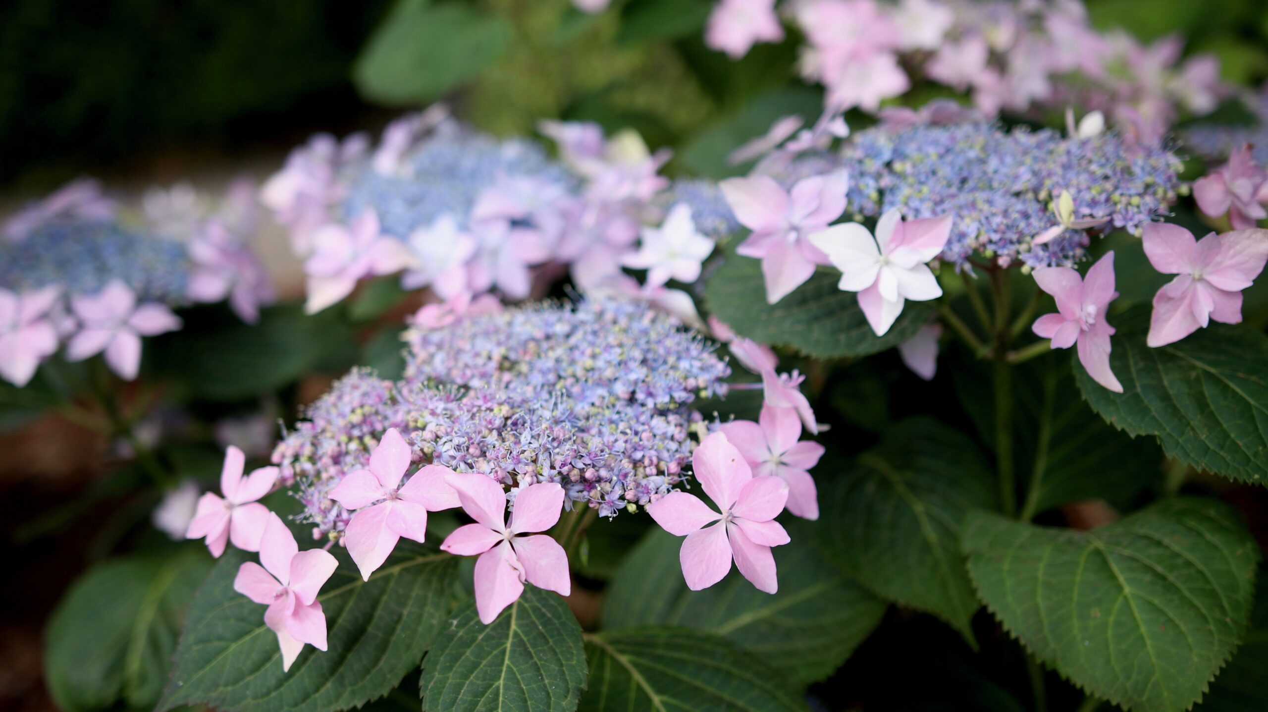 Proven Winners Hydrangea Tuff Stuff Ah-Ha 3G up close