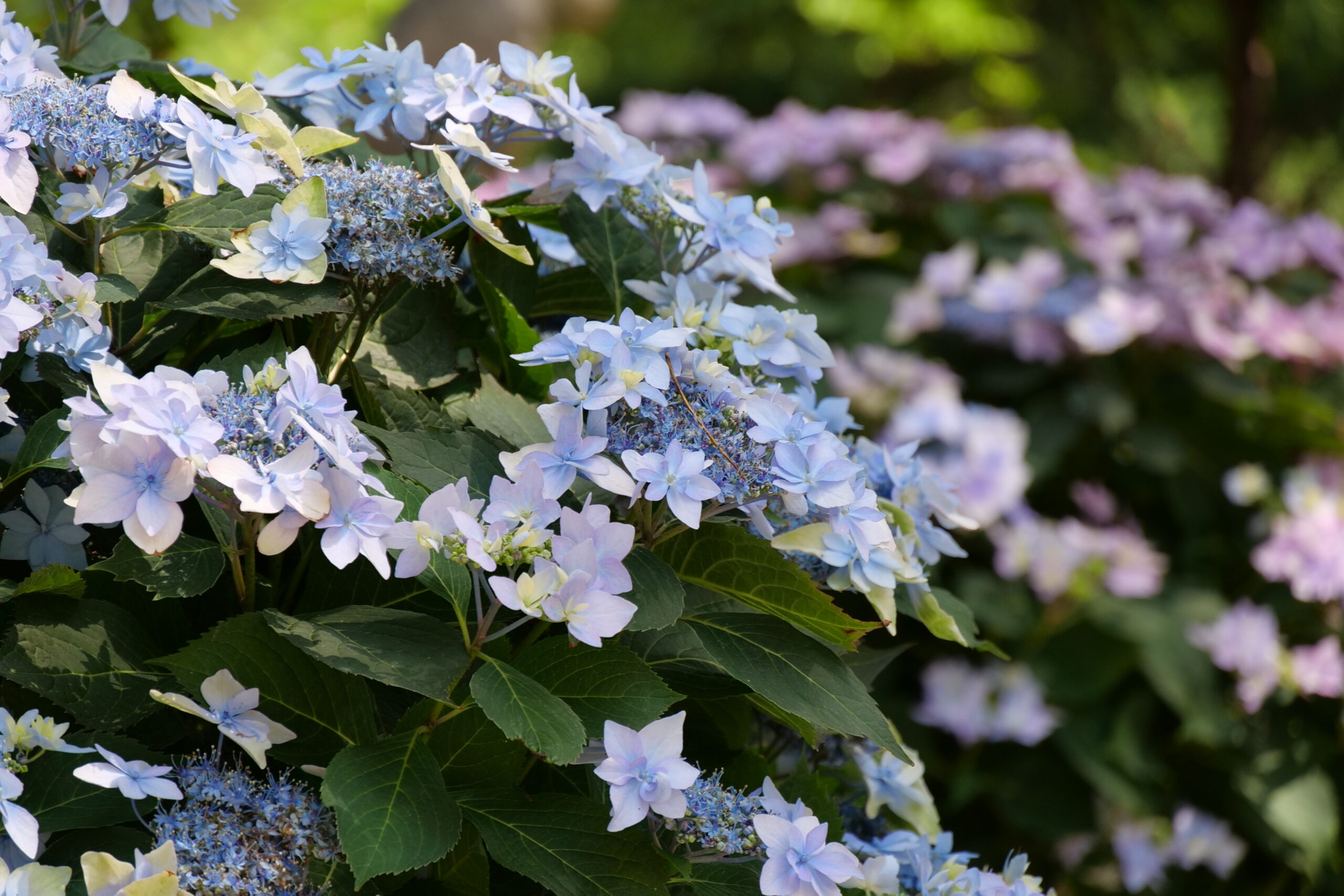 Proven Winners Hydrangea Tuff Stuff Ah-Ha 3G up close