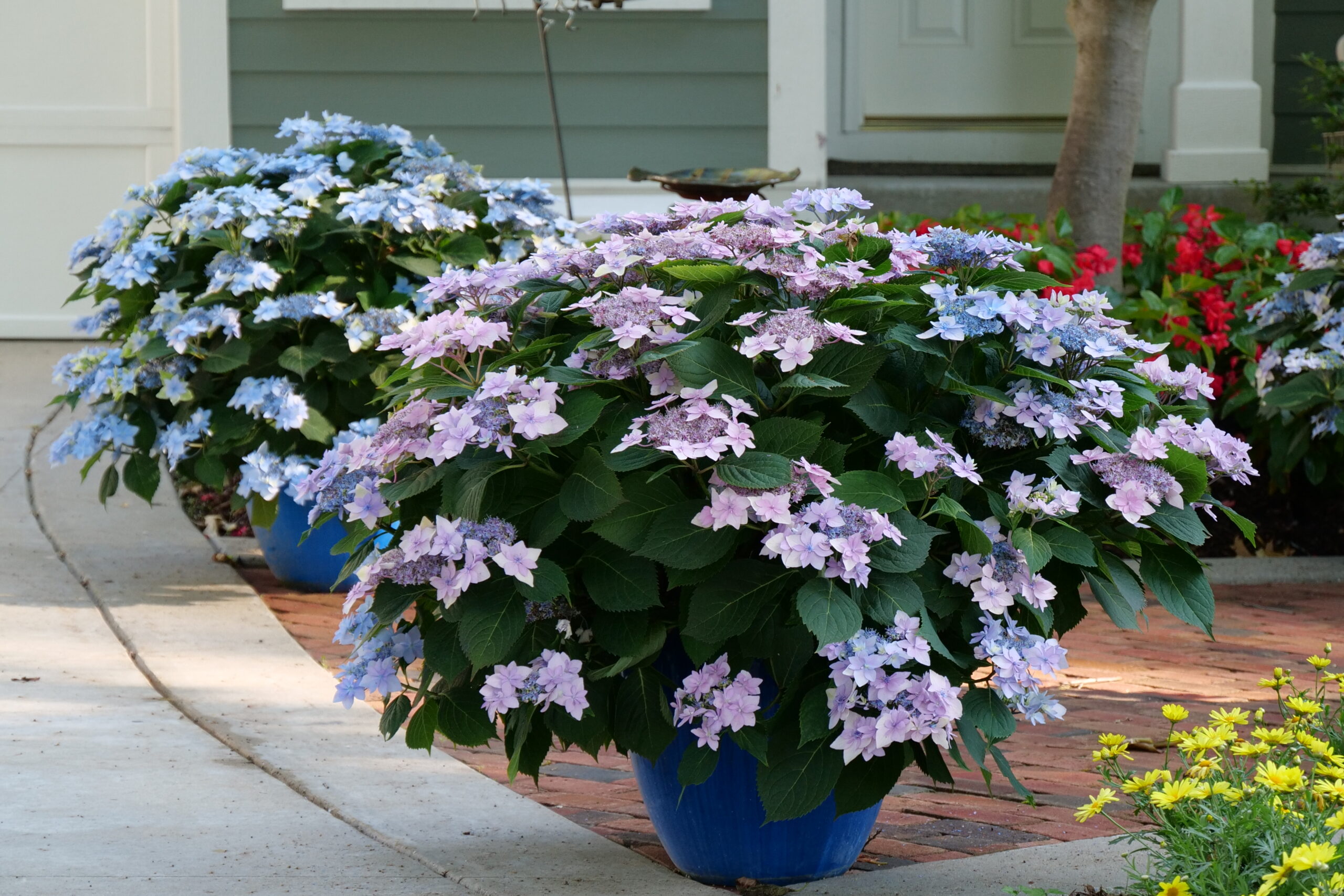 Proven Winners Hydrangea Tuff Stuff Ah-Ha 3G in pot