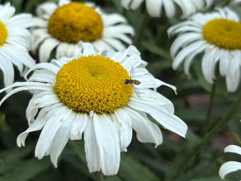 daisy-flower Daisy flower with a bee on it.