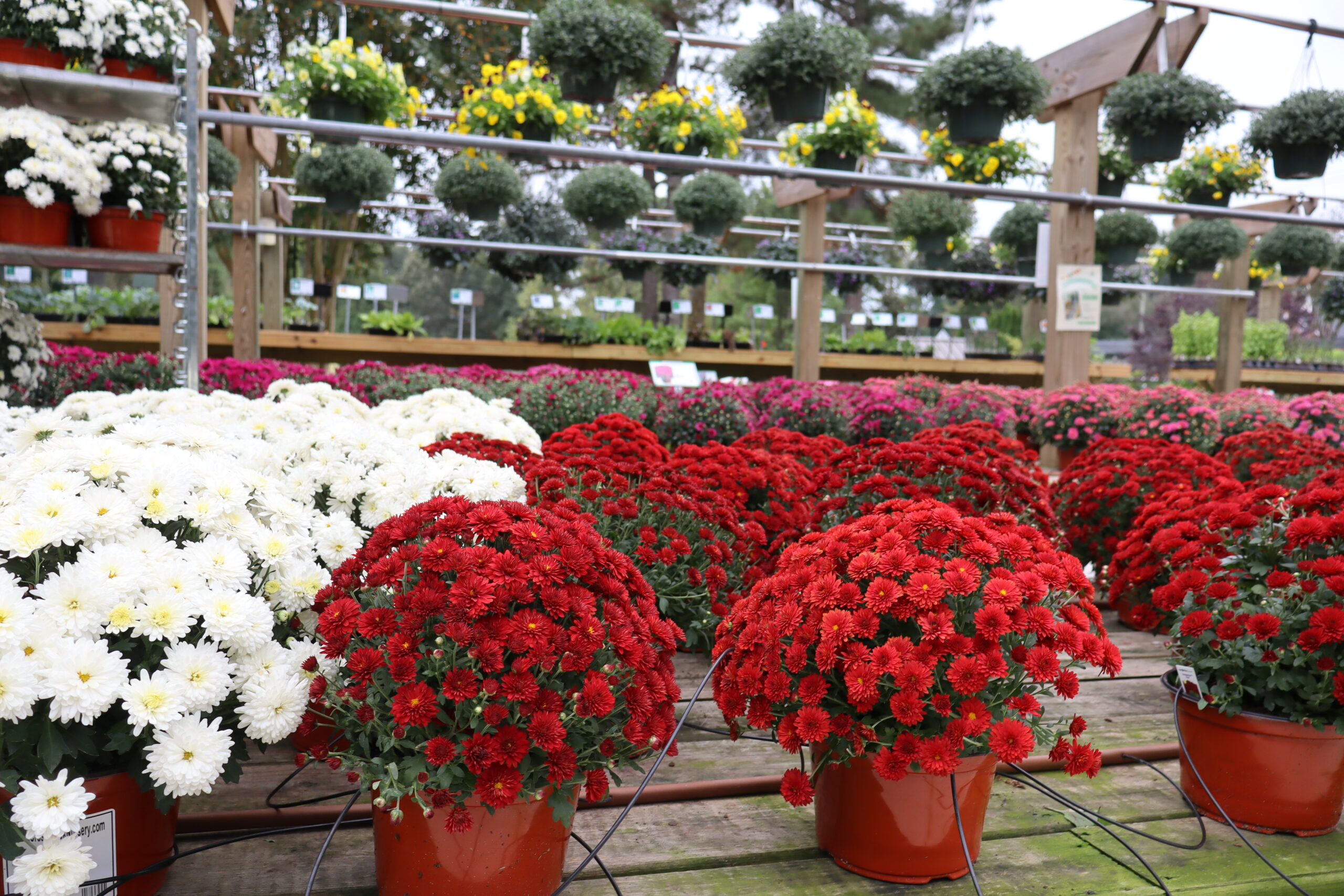 mums-at-midlothian-location Mums at Cross Creek Midlothian.